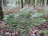 Dryopteris affinis 14, Geschubde mannetjesvaren, Saxifraga-Rutger Barendse