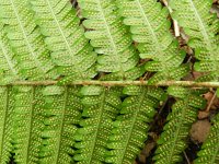 Dryopteris affinis 18, Geschubde mannetjesvaren, Saxifraga-Rutger Barendse