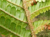 Dryopteris affinis 19, Geschubde mannetjesvaren, Saxifraga-Rutger Barendse