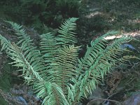 Dryopteris affinis 2, Geschubde mannetjesvaren, Saxifraga-Inigo Sanchez