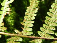 Dryopteris affinis 25, Geschubde mannetjesvaren, Saxifraga-Rutger Barendse