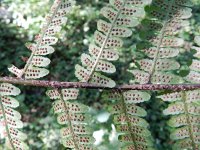 Dryopteris affinis 26, Geschubde mannetjesvaren, Saxifraga-Rutger Barendse