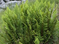 Dryopteris affinis 6, Geschubde mannetjesvaren, Saxifraga-Peter Meininger