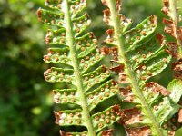 Dryopteris affinis 8, Geschubde mannetjesvaren, Saxifraga-Rutger Barendse