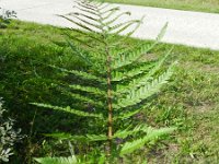 Dryopteris affinis 9, Geschubde mannetjesvaren, Saxifraga-Rutger Barendse