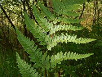 Dryopteris carthusiana 8 Smalle stekelvaren, Saxifraga-Ed Stikvoort