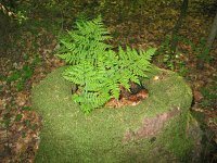 Dryopteris dilatata 11, Brede stekelvaren, Saxifraga-Jasenka Topic