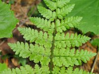 Dryopteris dilatata 12, Brede stekelvaren, Saxifraga-Jasenka Topic