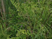 Dryopteris dilatata 13, Brede stekelvaren, Saxifraga-Hans Boll