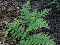 Dryopteris dilatata 21, Brede stekelvaren, Saxifraga-Ed Stikvoort