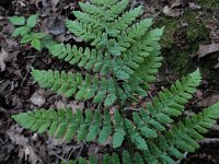 Dryopteris dilatata 24, Brede stekelvaren, Saxifraga-Ed Stikvoort