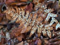 Dryopteris dilatata 26, Brede stekelvaren, Saxifraga-Hans Dekker