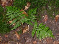 Dryopteris dilatata 3, Brede stekelvaren, Saxifraga-Peter Meininger