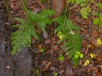 Dryopteris dilatata 7, Brede stekelvaren, Saxifraga-Peter Meininger