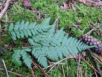 Dryopteris expansa 3, Tere stekelvaren, Saxifraga-Rutger Barendse