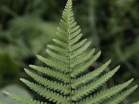 Dryopteris filix-mas 11, Mannetjesvaren, Saxifraga-Peter Meininger