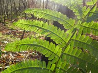 Dryopteris filix-mas 15, Mannetjesvaren, Saxifraga-Rutger Barendse