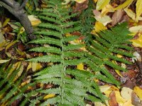 Dryopteris filix-mas 16, Mannetjesvaren, Saxifraga-Rutger Barendse