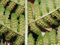 Dryopteris filix-mas 17, Mannetjesvaren, Saxifraga-Rutger Barendse