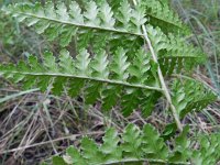 Dryopteris filix-mas 19, Mannetjesvaren, Saxifraga-Rutger Barendse