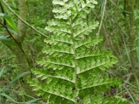 Dryopteris filix-mas 20, Mannetjesvaren, Saxifraga-Rutger Barendse