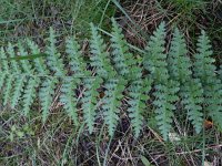 Dryopteris filix-mas 21, Mannetjesvaren, Saxifraga-Rutger Barendse