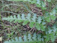 Dryopteris filix-mas 22, Mannetjesvaren, Saxifraga-Rutger Barendse