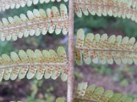 Dryopteris filix-mas 23, Mannetjesvaren, Saxifraga-Rutger Barendse