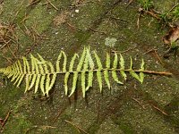 Dryopteris filix-mas 25, Mannetjesvaren, Saxifraga-Rutger Barendse