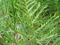 Dryopteris filix-mas 28, Mannetjesvaren, Saxifraga-Rutger Barendse