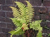 Dryopteris filix-mas 32, Mannetjesvaren, Saxifraga-Peter Meininger