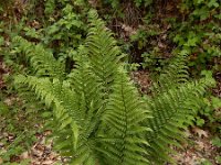 Dryopteris filix-mas 34, Mannetjesvaren, Saxifraga-Ed Stikvoort