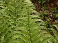 Dryopteris filix-mas 36, Mannetjesvaren, Saxifraga-Ed Stikvoort