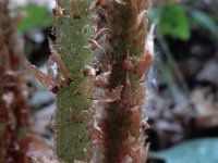 Dryopteris filix-mas 37, Mannetjesvaren, Saxifraga-Ed Stikvoort