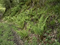 Dryopteris filix-mas 40, Mannetjesvaren, Saxifraga-Willem van Kruijsbergen