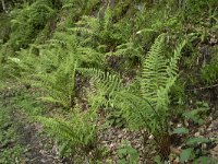 Dryopteris filix-mas 41, Mannetjesvaren, Saxifraga-Willem van Kruijsbergen