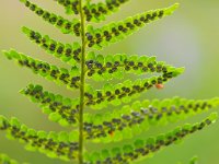 Dryopteris filix-mas 43, Mannetjesvaren, Saxifraga-Tom Heijnen