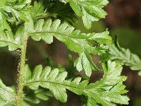 Dryopteris filix-mas 7, Mannetjesvaren, Saxifraga-Rutger Barendse