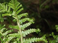 Dryopteris filix-mas 8, Mannetjesvaren, Saxifraga-Rutger Barendse