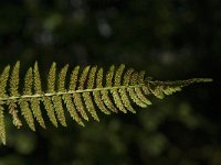 Dryopteris filix-mas 9, Mannetjesvaren, Saxifraga-Jan van der Straaten