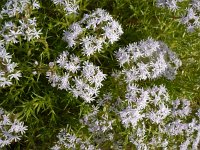 Drypis spinosa ssp jacquiniana 2, Saxifraga-Jasenka Topic