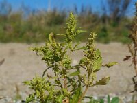 Dysphania ambrosioides 3, Welriekende ganzenvoet, Saxifraga-Ed Stikvoort