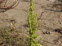 Dysphania ambrosioides 5, Welriekende ganzenvoet, Saxifraga-Ed Stikvoort