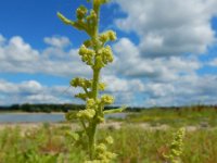 Dysphania botrys 2, Druifkruid, Saxifraga-Ed Stikvoort