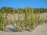 Dysphania botrys 3, Druifkruid, Saxifraga-Ed Stikvoort