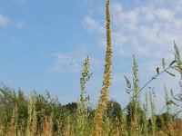 Dysphania schraderiana 4, Gekield druifkruid, Saxifraga-Ed Stikvoort