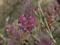 Ebenus creticus 13, Saxifraga-Willem van Kruijsbergen