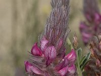 Ebenus creticus 14, Saxifraga-Willem van Kruijsbergen