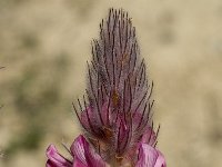 Ebenus creticus 19, Saxifraga-Jan van der Straaten