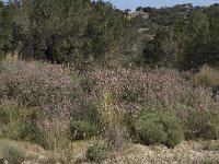 Ebenus creticus 8, Saxifraga-Willem van Kruijsbergen